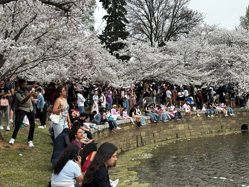 美國華盛頓櫻花季登場，29日吸引大批人潮環繞在潮汐湖畔賞櫻。