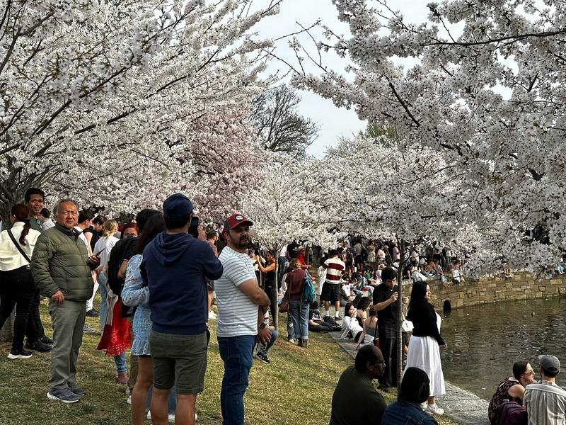 美國華盛頓櫻花季登場，29日吸引大批人潮到潮汐湖畔朝聖，感受櫻花獨有的浪漫。