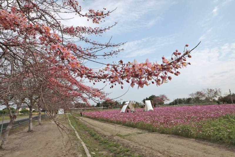 台南市西港區金砂花旗木步道將迎來花季，區公所與當地社區配合營造波斯菊花海，並推出賞花季活動，盼吸引更多遊客，進一步提升西港知名度及民眾對生態保護意識。（台南市政府提供）