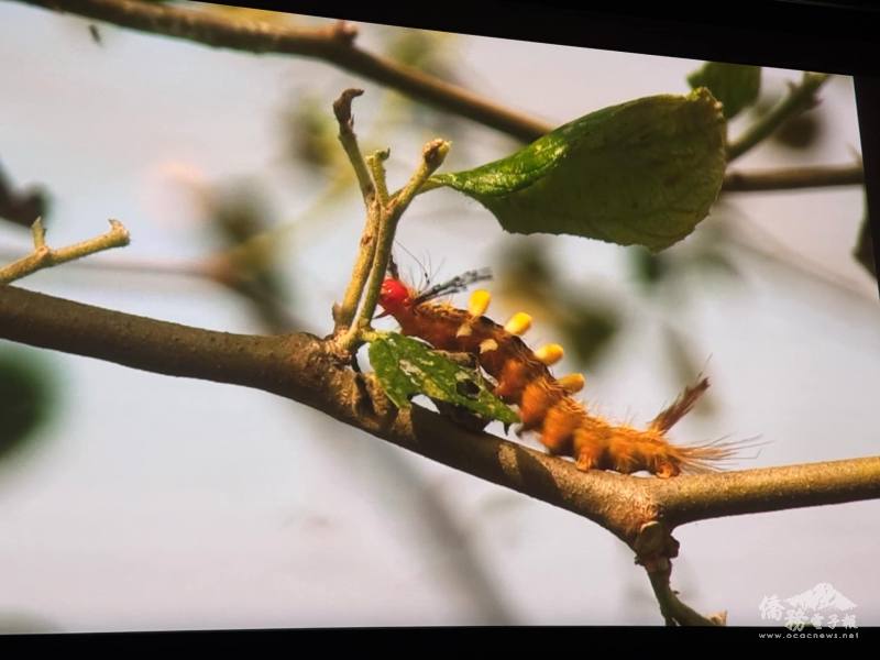 「天地萬物的所有生命，都是混一口飯吃」劇中人安和哥如此說