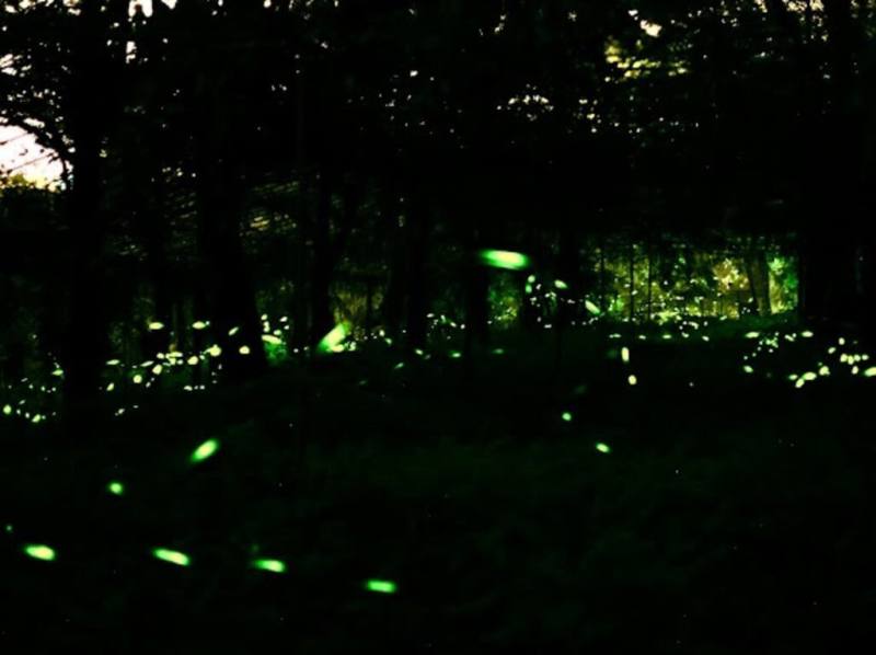 依高雄市那瑪夏區公所統計，自21日賞螢季開始至31日，共吸引約4000多人到訪，目前螢況仍有約15萬隻左右，預計將持續到3週後才會慢慢減少。（高雄市政府原住民事務委員會提供）