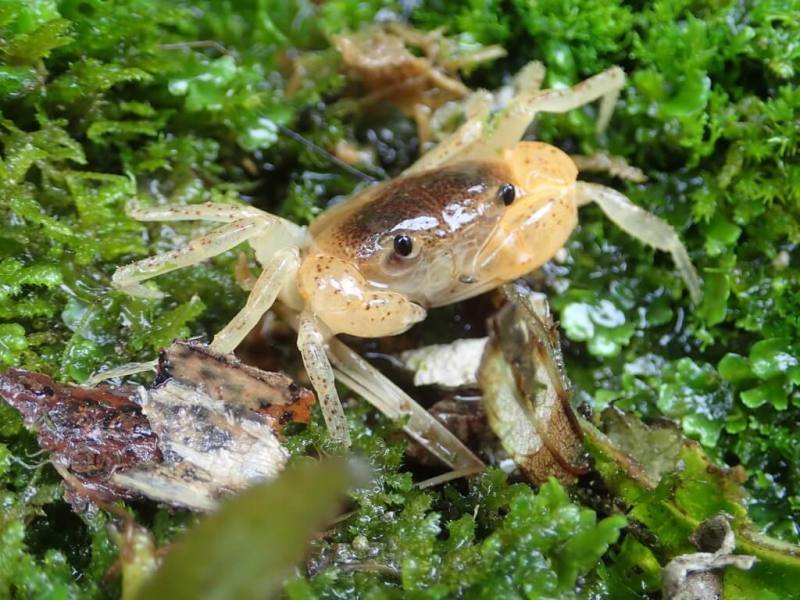 太魯閣國家公園管理處邀請農業部生物多樣性研究所助理研究員楊正雄撰寫「洄游：記憶旅程與流動瞬間—太魯閣國家公園魚蝦蟹解說手冊」一書，透過圖鑑方式呈現太魯閣常見的魚蝦蟹類。圖為隱身於苔蘚中的太魯閣澤蟹。（太魯閣國家公園管理處提供）
