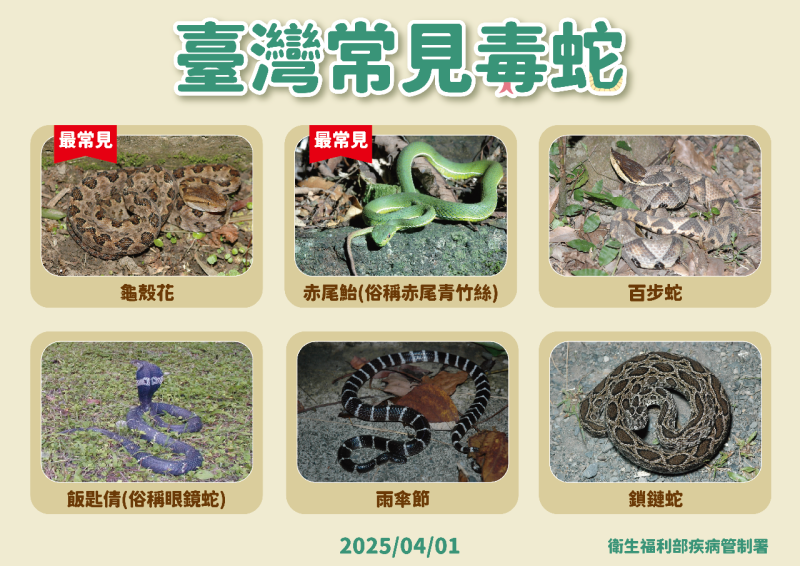 台灣常見六大毒蛇。(疾管署提供)