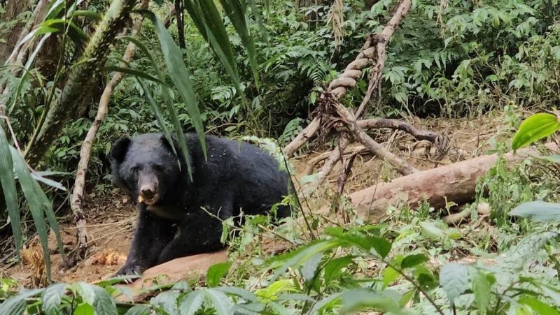 台東縣延平鄉桃源部落巡守隊3月31日發現2隻台灣黑熊分別受困相距約10公尺的套索陷阱，所幸及時通報林業保育署台東分署搶救僅受輕傷，予以現場安置，麻醉過後自行離去。圖為受困公熊。（林保署台東分署提供）