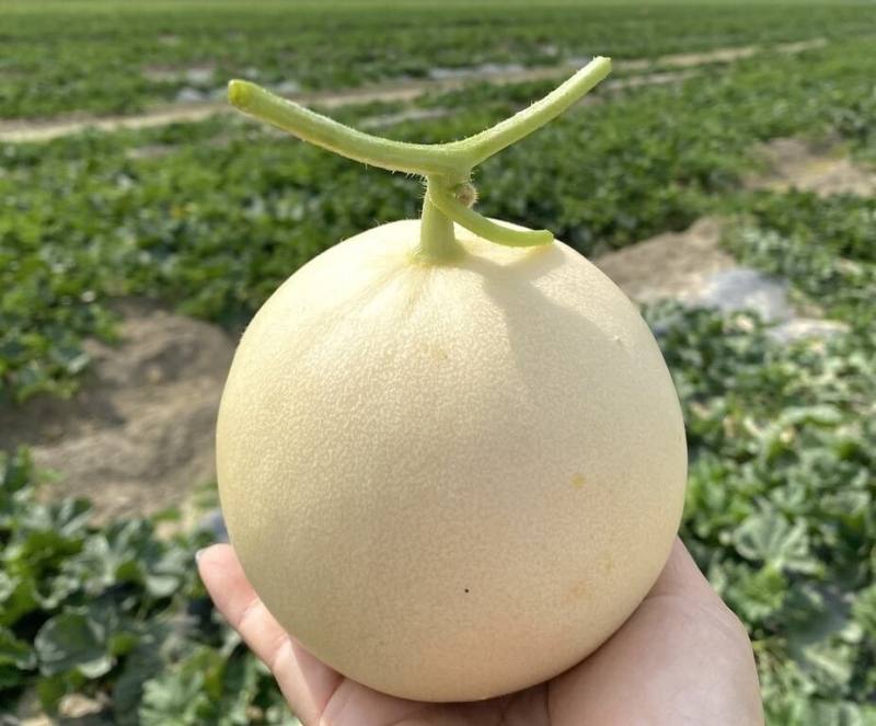 高雄市農業局與農友種苗合作，測試新品種瓜果，並選出「天使」洋香瓜，預計年底擴大種植面積。（高雄市農業局提供）