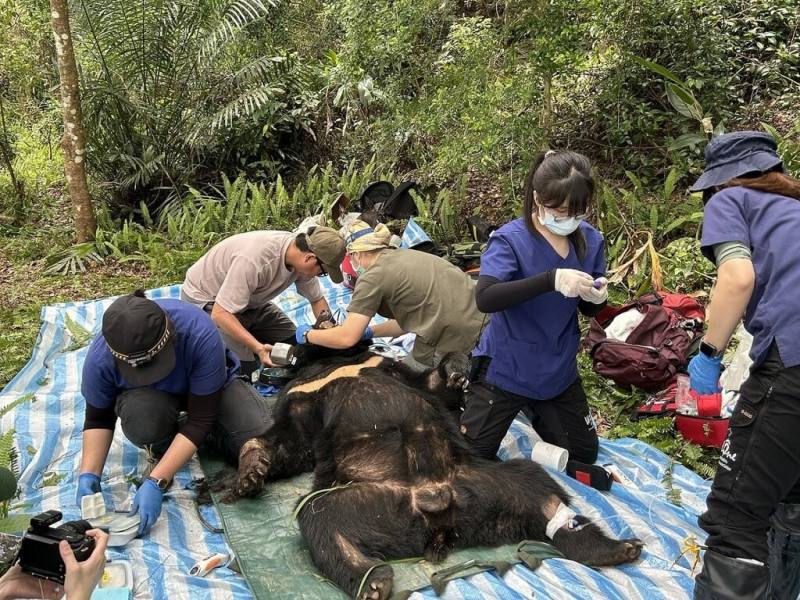 台灣黑熊「阿里曼西肯」入侵花蓮縣卓溪鄉石平部落養雞場，林業及自然保育署花蓮分署連日驅趕無效，設置誘捕籠及安全套索等都未捕獲，31日發現牠受困其它陷阱，隨即會同野灣野生動物保育協會進行救援。（林業及自然保育署花蓮分署提供）