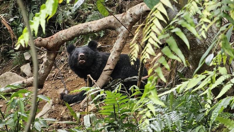 台東縣延平鄉桃源部落巡守隊3月31日發現1公1母台灣黑熊受困套索陷阱，農業部林業及自然保育署台東分署表示，這次能快速完成黑熊救援並原地野放，主要歸功桃源部落巡守隊平時積極投入棲地巡護，因而能及時發現、通報。圖為受困母熊。（林保署台東分署提供）