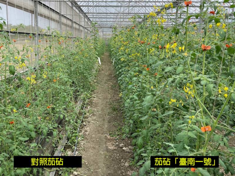 台南區農業改良場歷經8年育成茄砧「台南1號」，提供番茄嫁接使用，試驗證實遭遇高溫、青枯病時，生長勢表現優異（右側），有助穩定產量，種子、種苗已上市。（台南區農業改良場提供）