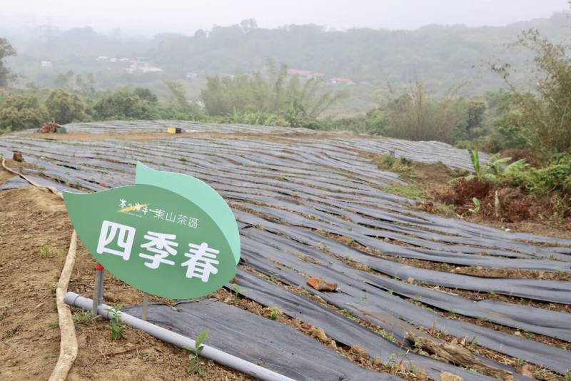 手搖飲業者在農業部茶及飲料作物改良場協助下，於台南市東山區找到適合種植茶葉地點，將成為台南首處茶葉產區。（台南市政府提供）