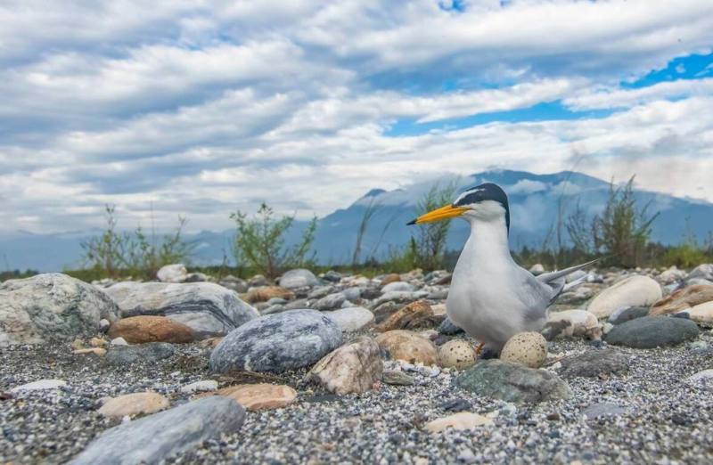 保育類小燕鷗繁殖季即將到來，海洋委員會海洋保育署與多個單位長期合作調查小燕鷗，目前已在新竹、嘉義及台東舉辦3場繁殖季前平台會議，盼透過各單位協調互助，讓小燕鷗能順利到台灣築巢孵蛋。（花蓮鳥會總幹事何瑞暘提供）