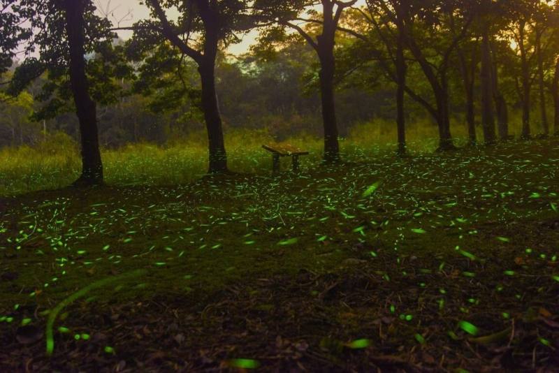 進入賞螢火蟲季節，交通部觀光署日月潭國家風景區管理處推出導覽行程，搭配生態探索、SUP遊湖、自行車暢遊、農事體驗等豐富活動，邀遊客到日月潭體驗螢火蟲季。（日月潭國家風景區管理處提供）
