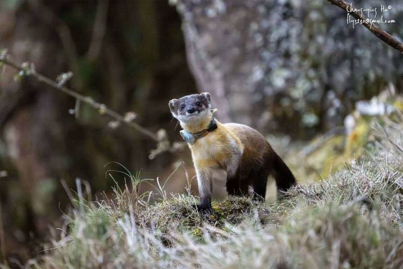 玉山國家公園管理處保育巡查員何昌穎近日目擊並拍下黃喉貂（圖）試圖追捕帝雉情景，結果雖未成功，但珍貴畫面是他服務多年來首見，感到非常驚喜。（何昌穎提供）