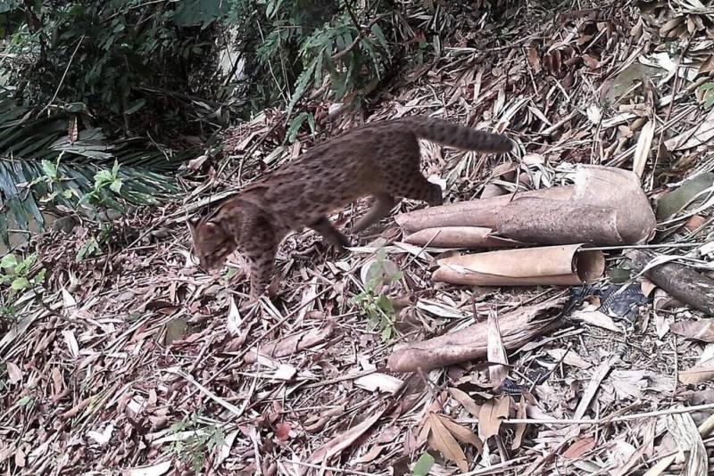 農業部林業及自然保育署南投分署表示，雲林縣2019年到2025年1月，計31筆石虎出現記錄，有逐年增長趨勢。圖為紅外線相機捕捉到石虎畫面。（林業署南投分署提供）