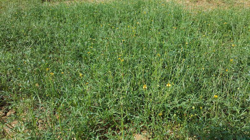 澎湖縣農漁局表示，澎湖「風茹草」（圖）屬菊科、多年草本生，常伏生成蔟，具消暑解渴等功效，新生代青農何欣潔以風茹草研發精釀「島啤」，成功在IBC國際啤酒競賽獲肯定。（飲酒過量有礙健康；未成年請勿飲酒；酒後勿開車）