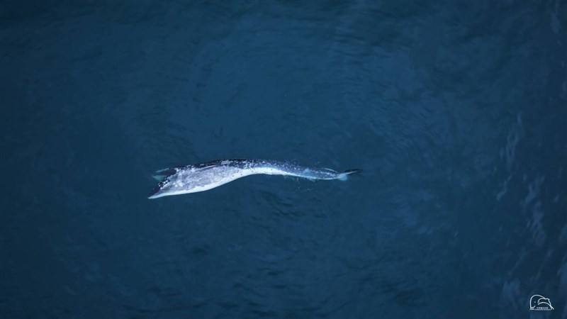 An aerial shot of a fin whale floating on the ocean off the coast of Yilan County in March 2025. Photo courtesy of Chang Hong-jie