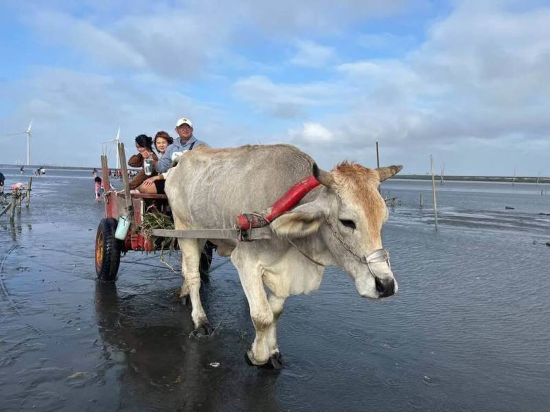 彰化縣芳苑鄉王功海牛文化基地延續海牛文化，動員居民參與，積極規劃海牛學校、培訓接班海牛，更將安排退休海牛與耕牛安養處所，獲選文化部首屆百大文化基地。（魏清水提供）