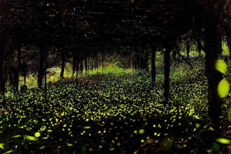 高雄市政府觀光局表示，那瑪夏復育螢火蟲有成，發光的螢火蟲在拉比尼亞、達卡努瓦、瑪星哈蘭等3條賞螢步道恣意自在飛舞，歡迎民眾一起來那瑪夏追螢河。（高雄市觀光局提供）