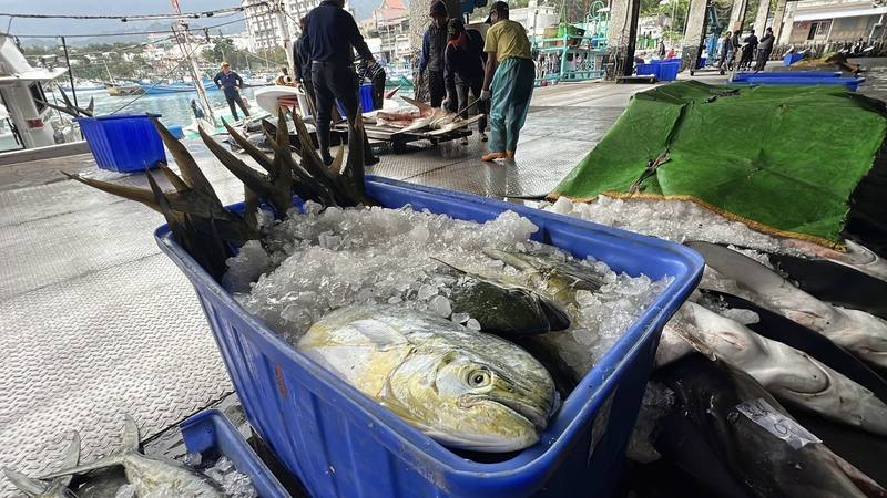 美國總統川普宣布對台灣課徵對等關稅32%，台東鬼頭刀受影響，漁民擔憂賣不到好價錢；新港區漁會籲漁民勿恐慌，已跟漁業署密切聯繫，研擬配套方案及銷售管道