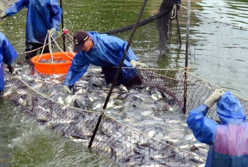 美國對台灣課徵32%關稅，台灣鯛協會7日認為，台灣鯛輸入美國的主要輸出國關稅都在32%以上，短期影響不大。圖為養殖台灣鯛收成情形。（嘉義縣政府提供）