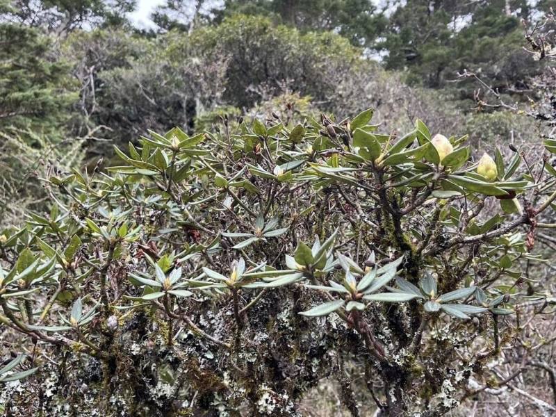 迎接合歡山杜鵑花季，合歡山公路4月12日至6月15日假日上午6時至11時實施花季高乘載及流量管制，林業及自然保育署南投分署8日提醒，車位有限，請民眾多搭大眾運輸或在平日前往賞花。圖為4月初合歡山區杜鵑花況。（林業及自然保育署南投分署提供）