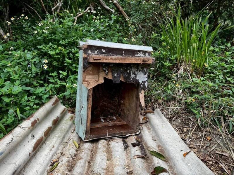 高雄市桃源區一處蜂場的蜂箱3月29日被蜂農發現遭到破壞，經查看監視器確認為一頭台灣黑熊取食蜂蜜，蜂農事後通報林業及自然保育署屏東分署，待林保署人員訪價後將獲補償。（林業及自然保育署屏東分署提供）