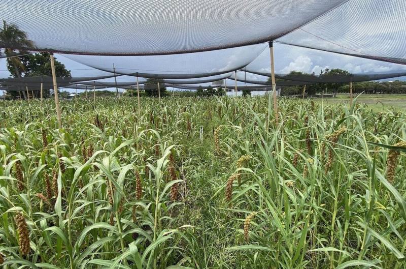 小米是原民重要傳統作物，鳥害可能減產一半以上。台東區農改場指出，人工驅鳥啄食費工且效果有限，搭設防鳥網防範效果達100%，資材又可重複使用，還有補助，9日在台東縣達仁鄉舉辦觀摩會。（台東區農改場提供）