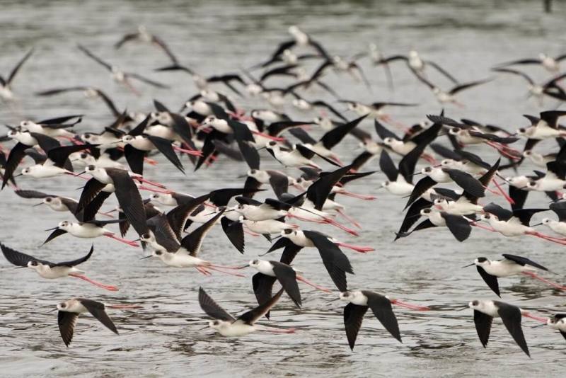 新竹市府產業發展處9日表示，春天是候鳥大遷徙季節，每年會有許多高蹺鴴留在香山濕地繁殖育雛。（新竹市政府提供）