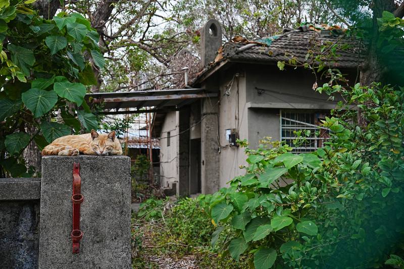 屏東東港共和新村從日治時期到二戰後皆扮演關鍵角色，具重要歷史價值，於2023年獲登錄為聚落建築群。圖為共和新村屋舍