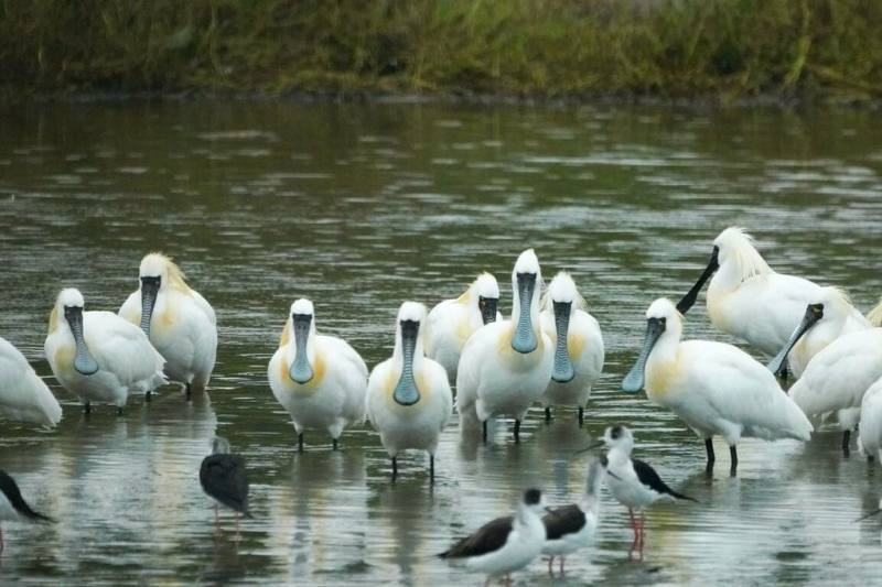 春天是候鳥大遷徙季節，目前黑面琵鷺與白琵鷺已陸續現身香山濕地，賞蟹步道附近是最佳觀察區，另還有10多種候鳥已報到。（新竹市政府提供）