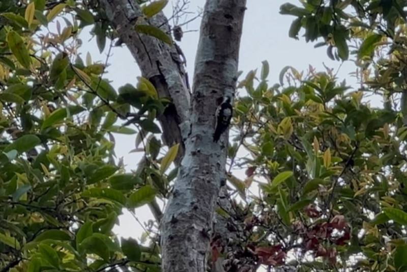 台南山上花園水道博物館人員近日在園區內發現1隻啄木鳥持續啄鑿樹幹，經專家判斷應為台灣特有亞種小啄木。（台南市文化局提供）