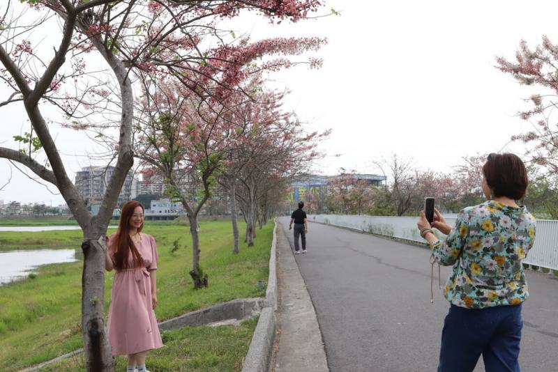 台南市仁德滯洪池沿岸步道旁栽種不少花旗木，以往約每年3月中下旬開花，114年受氣候影響較晚開花，近日已陸續綻放。（中華醫事科技大學提供）