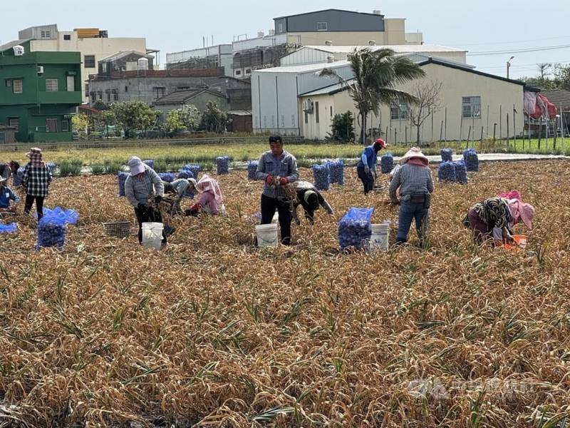 雲林縣蒜農表示，2025年氣候適宜，平均每分地較2024年增收1至2成，且最近市場需求量大，後市看俏