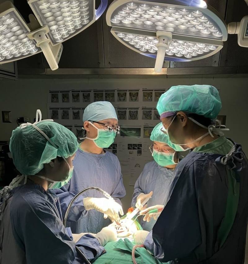 40歲女性近年下巴逐漸歪斜，影響咬合自信也受損，林口長庚經腫瘤切除及人工顳顎關節置換，並結合正顎手術，解決臉部歪斜。（長庚醫院提供）