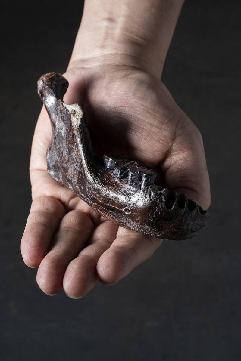 台灣近海發現丹尼索瓦人下顎化石。（Chun-Hsiang Chang and Jay Chang/Handout via 路透社）