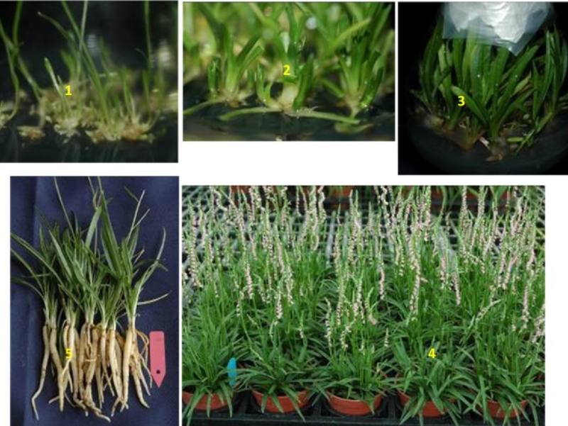 花蓮農改場研發綬草組培繁殖體系，授權多家業者量產種苗，滿足民眾需求。操作依次為：1.無菌播種。2.芽體增殖。3.組培苗。4.及5.組培苗種植至開花之盆栽與植株狀態