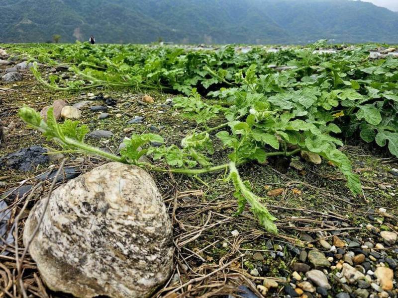 花蓮縣壽豐鄉西瓜受寒害影響、生長遲緩，出現長短不一狀況，瓜農粗估至少3成瓜苗受損。（民眾提供）