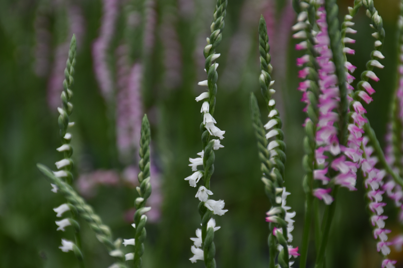 綬草原生於低海拔向陽面草地，花小，螺旋向上開放，花色除粉紅色外，也有白色花品系