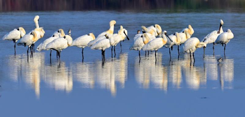 3月養精蓄銳準備北返的黑面琵鷺(攝影 郭東輝)
