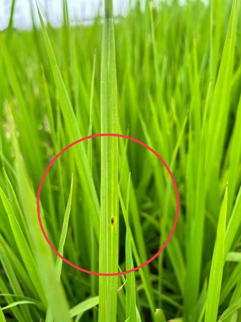 近期天氣忽冷忽熱，嘉義縣政府農業處發現鄰近山區的大林、溪口、太保、民雄等鄉鎮市水稻田出現「葉稻熱病」，呼籲農友加強巡田與防治。（嘉義縣政府提供）