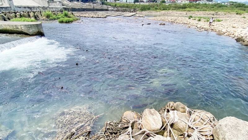 新北市水利局12日表示，這幾天新店碧潭堰持續有鰱魚洄游，這是首度發現大型魚類洄游，凸顯生態豐富，魚道發揮功效。圖為碧潭堰魚道下方灣潭，8日大量魚群群聚試圖往碧潭方向洄游