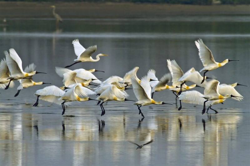 A canteen of black-faced spoonbills take flight at Tainan's Taijiang National Park. Photo courtesy of the Ministry of the Interior