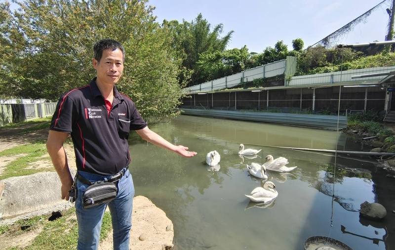 在苗栗經營汽修廠的范進軒（圖）自學鑽研天鵝飼養孵育技術，成功繁殖疣鼻天鵝幼鳥，如今已有5隻「醜小鴨」長大成美麗白天鵝，水中優游體態優雅動人