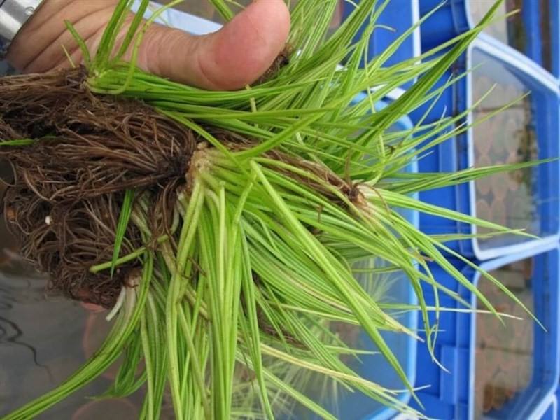 The Taiwan quillwort (Isoetes taiwanensis), a species of semi-aquatic herb that is only found near Menghuan Lake on Taipei's Yangmingshan. Photo courtesy of the Taiwan Forestry Research Institute