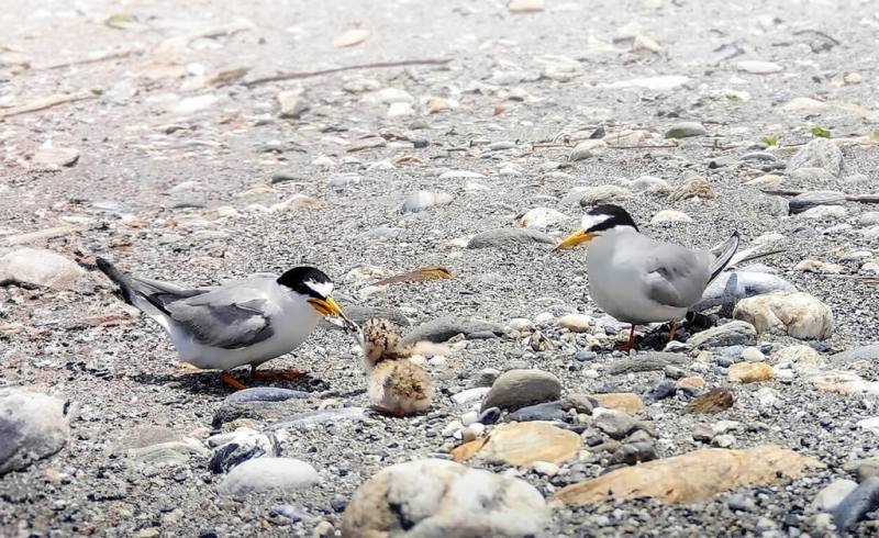 花蓮縣野鳥學會在縣境最北邊、和平溪出海口發現新的二級保育類小燕鷗繁殖地，數量穩定成長，因鄰近台泥和平工業區，台泥也成立巡守隊，加入保育行列。（台泥提供）