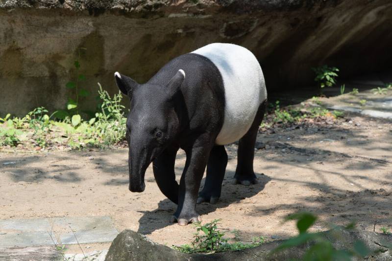 台北市立動物園14日表示，即將滿9個月的馬來貘「莉姆路」體重已達180公斤，鼓勵民眾趁牠長大獨立之前，把握機會觀察牠的成長。（台北市立動物園提供）