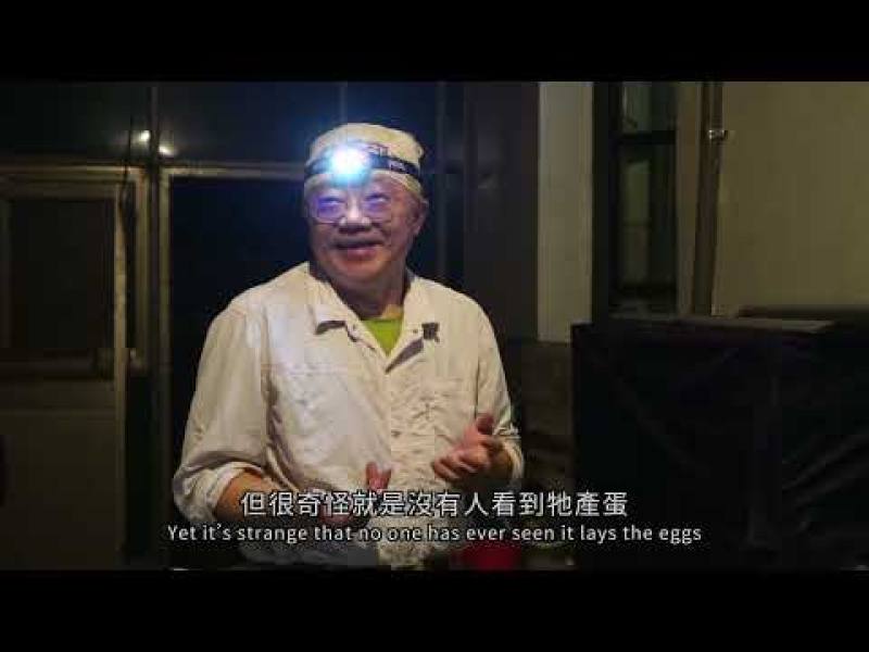 玉管處推出阿里山山椒魚生態紀錄片，2分鐘精華片段已上網供民眾觀賞