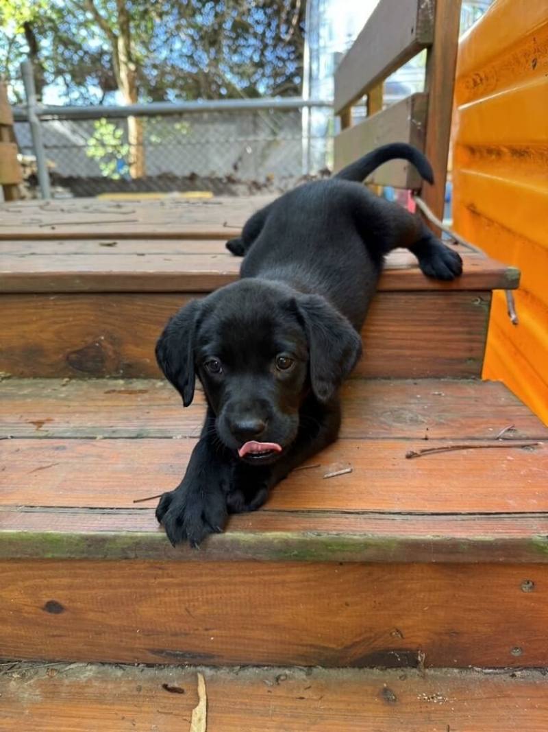 財政部關務署15日表示，海關緝毒犬培訓中心首度與國內民間機構合作，由惠光導盲犬學校無償提供冷凍犬隻精液，優化育種犬源。圖為緝毒犬培訓中心培育的幼犬。（關務署提供）