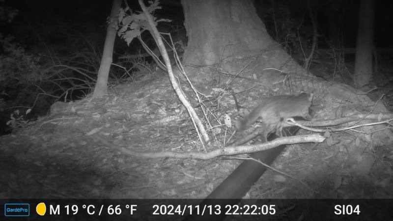 林業及自然保育署台中分署架設的紅外線自動相機，在台中市和平區斯可巴社區紀錄到第1筆石虎影像，顯示串聯大甲溪石虎廊道10年有成。（林保署台中分署提供）