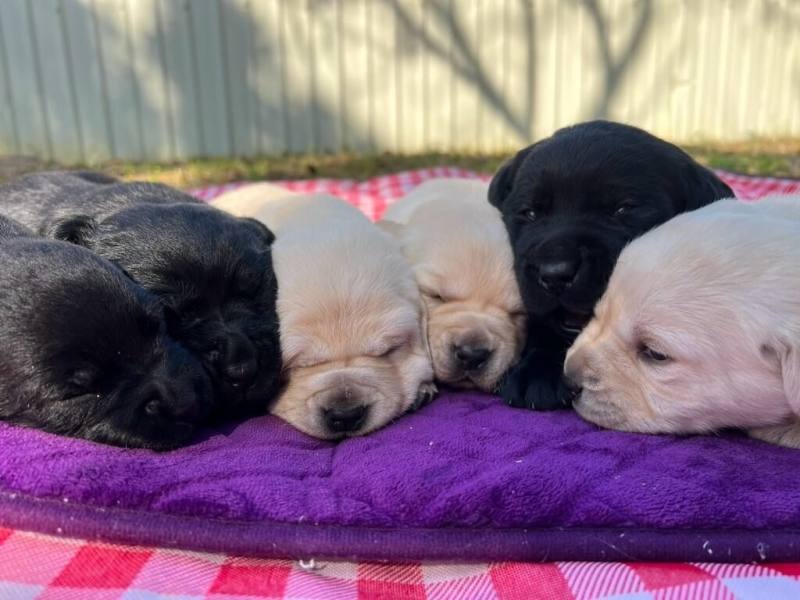 財政部關務署15日表示，海關緝毒犬培訓中心首度與國內民間機構合作，由惠光導盲犬學校無償提供冷凍犬隻精液，優化育種犬源。圖為緝毒犬培訓中心培育的幼犬。（關務署提供）