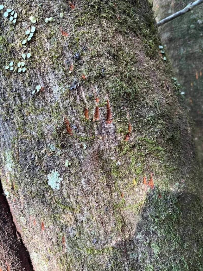 農業部林業及自然保育署南投分署表示，民國112年起仁愛鄉廬山部落等地區有台灣黑熊出沒紀錄，顯示黑熊進入人類生活領域，提醒民眾在山區活動時，避免單獨行動。圖為台灣黑熊在櫟樹留下抓痕。（南投分署提供）